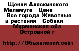 Щенки Аляскинского Маламута › Цена ­ 10 000 - Все города Животные и растения » Собаки   . Мурманская обл.,Островной г.